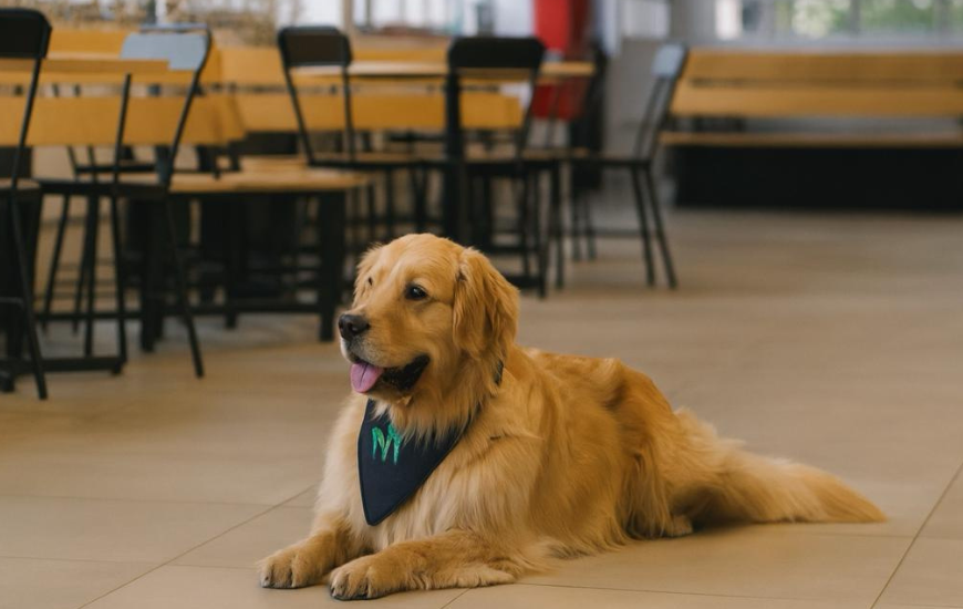 Mercadão dos Pets movimenta Coqueiros com feira dedicada ao universo animal